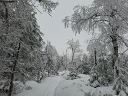 Schneeschuhwanderung Darmstädter Hütte, Januar 2026
